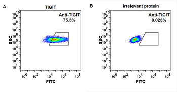Anti-TIGIT (etigilimab biosimilar) mAb