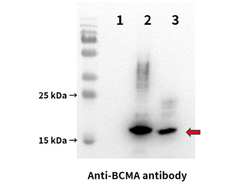 Anti-BCMA antibody(DM4); Rabbit mAb