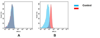 Anti-BCMA antibody(DM4); Rabbit mAb