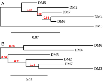 Anti-BCMA antibody(DM6); Rabbit mAb