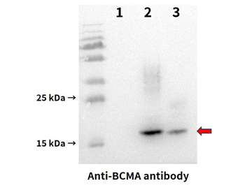 Anti-BCMA antibody(DM6); Rabbit mAb