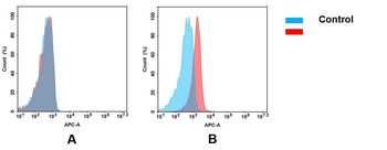 Anti-BCMA antibody(DM6); Rabbit mAb