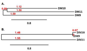 Anti-CS1 antibody(DM11),Rabbit mAb