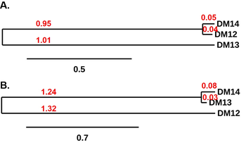 Anti-CD22 antibody(DM13); Rabbit mAb