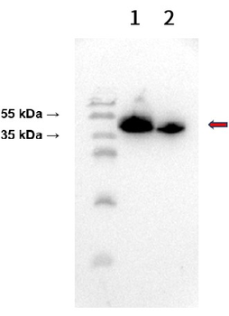Anti-CD38 antibody(DM28); Rabbit mAb