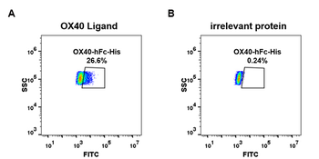 Human FLT3 Ligand Protein, mFc-His Tag