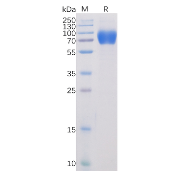 Human BCMA Protein, mFc Tag