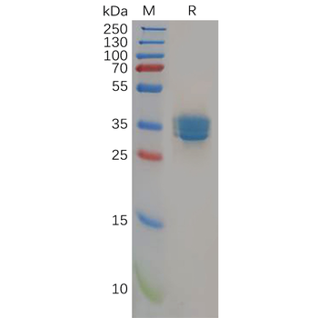 Human IgG1-Fc Protein
