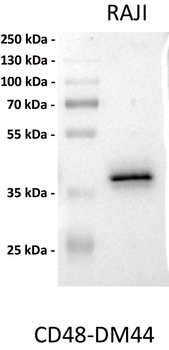 Anti-CD48 antibody(DM44), Rabbit mAb