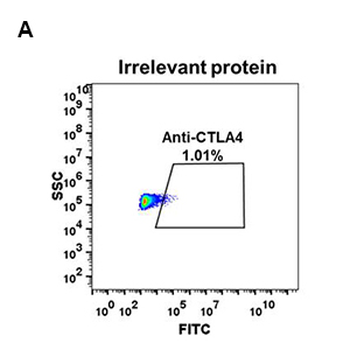 Anti-CTLA-4 antibody(DM50); Rabbit mAb