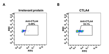 CTLA-4 Antibody