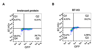 B7-H3 Antibody