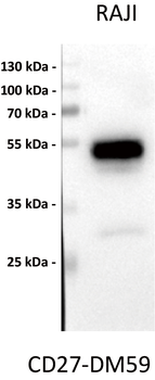 Anti-CD27 antibody(DM59), Rabbit mAb
