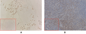Anti-CD27 antibody(DM59), Rabbit mAb