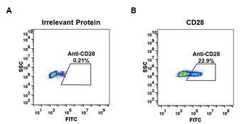 Anti-CD28 antibody(DM63); Rabbit mAb