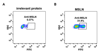Anti-mesothelin antibody(DM72); Rabbit mAb