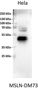 Anti-mesothelin antibody(DM73), Rabbit mAb