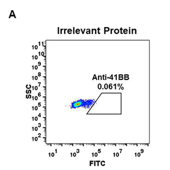 Anti-4-1BB antibody(DM66); Rabbit mAb