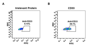 Anti-CD33 antibody(DM77); Rabbit mAb
