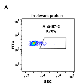 Anti-B7-2 antibody(DM84); Rabbit mAb