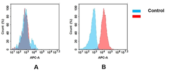 Anti-B7-2 antibody(DM84); Rabbit mAb