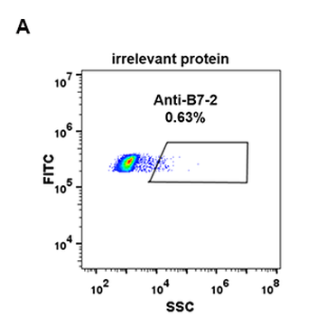 Anti-B7-2 antibody(DM85); Rabbit mAb