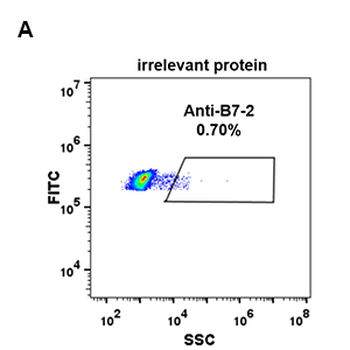 Anti-B7-2 antibody(DM86); Rabbit mAb