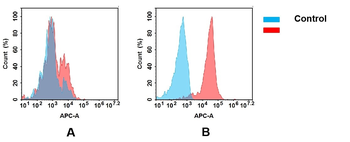 Anti-B7-2 antibody(DM86); Rabbit mAb