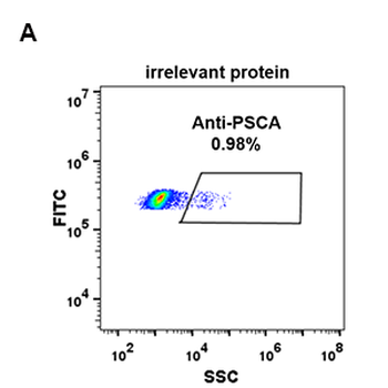 Anti-PSCA antibody(DM87), Rabbit mAb