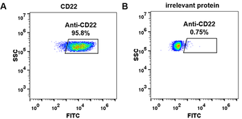 Anti-CD22 (pinatuzumab biosimilar) mAb