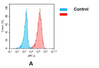 Anti-EGFR (Cetuximab biosimilar) mAb