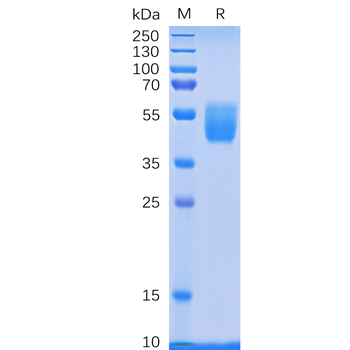 Human PMEL Protein, hFc Tag