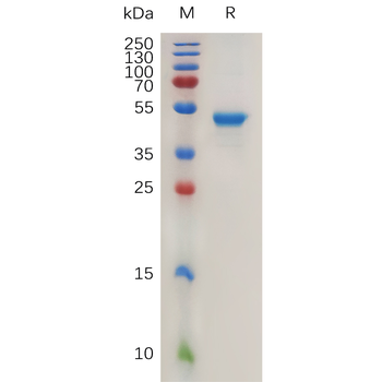 Mouse BTLA Protein, His Tag