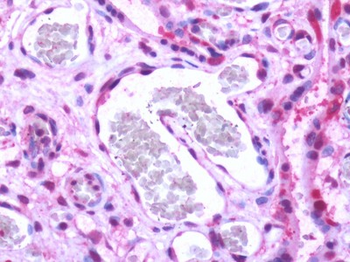 S1PR1/EDG1/S1P1 Antibody