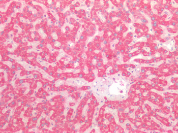 GNAQ Antibody