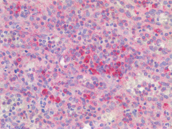 ICOS/CD278 Antibody
