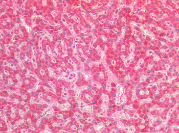 PTGS2/COX2/COX-2 Antibody