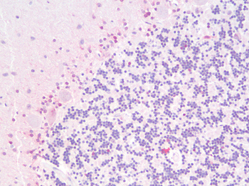 SOX2 Antibody