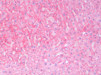 KRAS Antibody