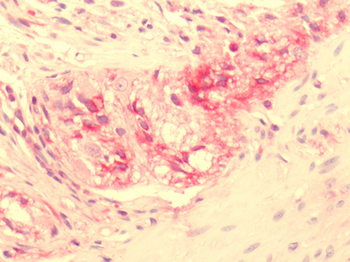 NPY2R Antibody