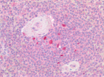 CD19 Antibody