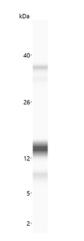 Insulin Antibody