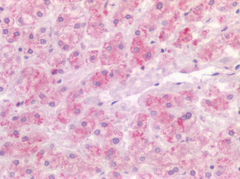 CD4 Antibody