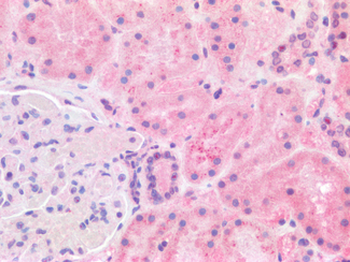 GPX3 Antibody