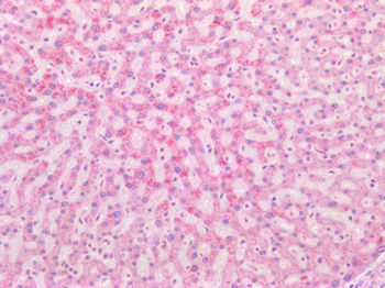 ISG15 Antibody