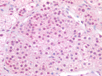 MAX Antibody