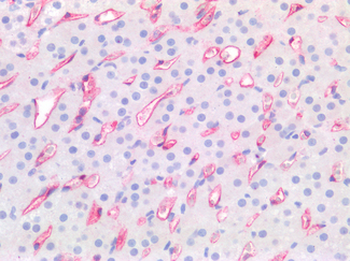 CD34 Antibody