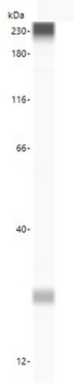 TTR/Transthyretin Antibody