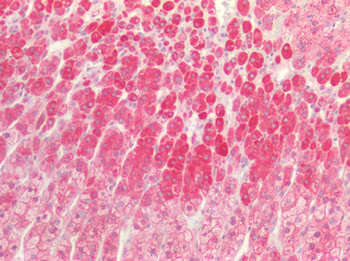 CHRNA7 Antibody