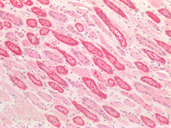 ICAM-1/CD54 Antibody